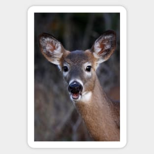 Well hello there! - White-tailed Deer Sticker